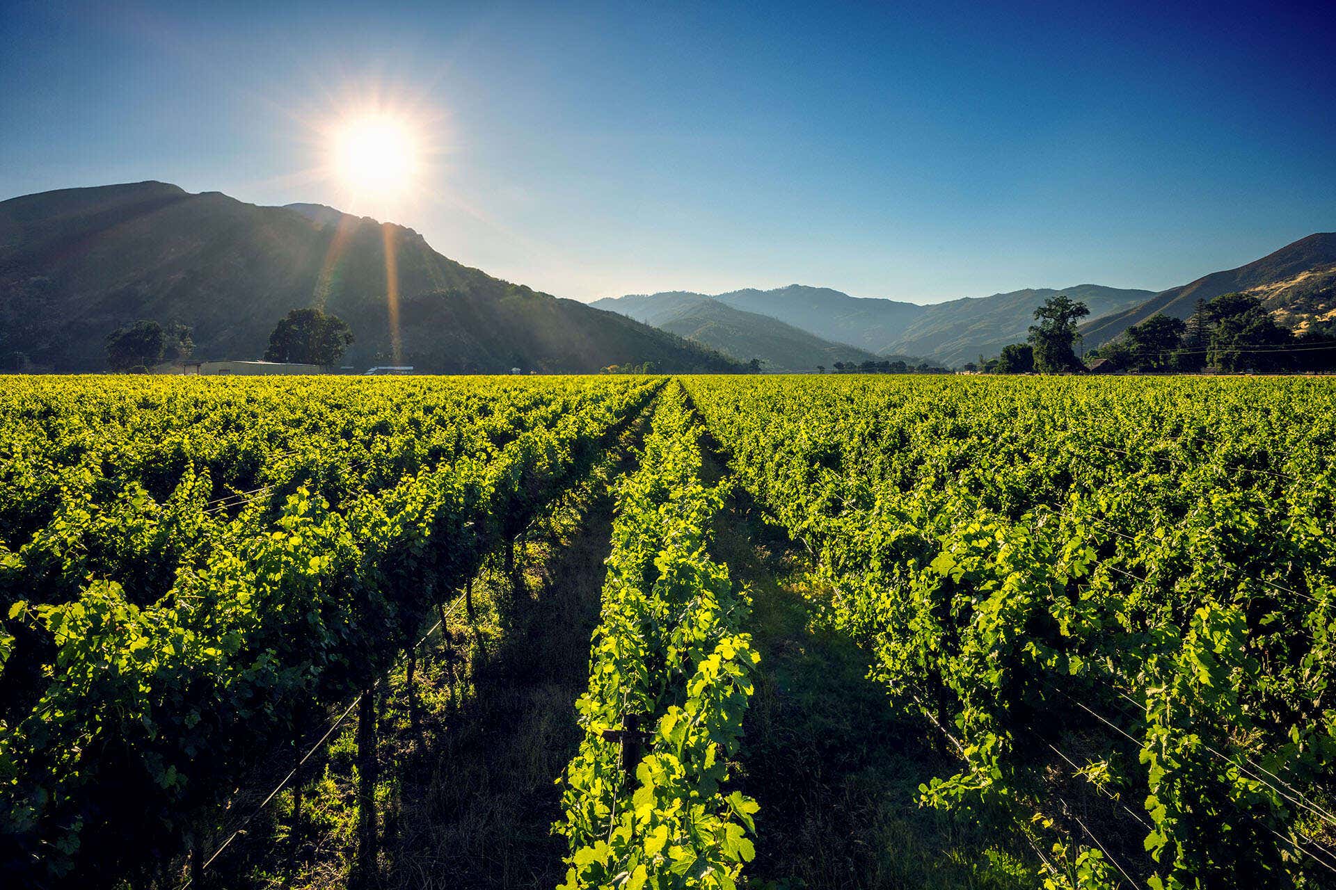 In the Shadow of Mt. Konocti, California’s Newest AVA