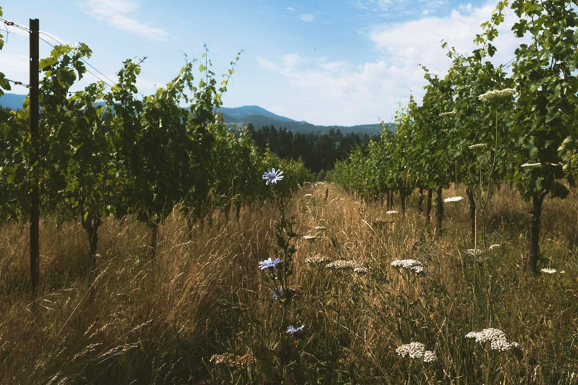 10 Sustainable Wineries to Support on Earth Day and All Year Long