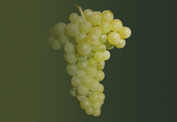 Gouais Blanc grapes on a designed background