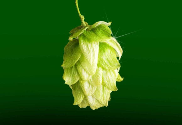 Close up on a hop on a green background