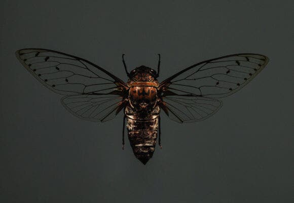 Cicada on a grey background