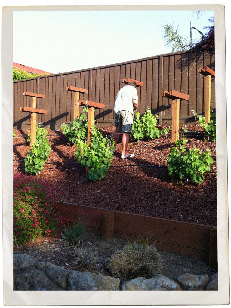 Dennis Kettmann's backyard vineyard of Merlot and Syrah in the hills of East San Jose, the home where Matt grew up.