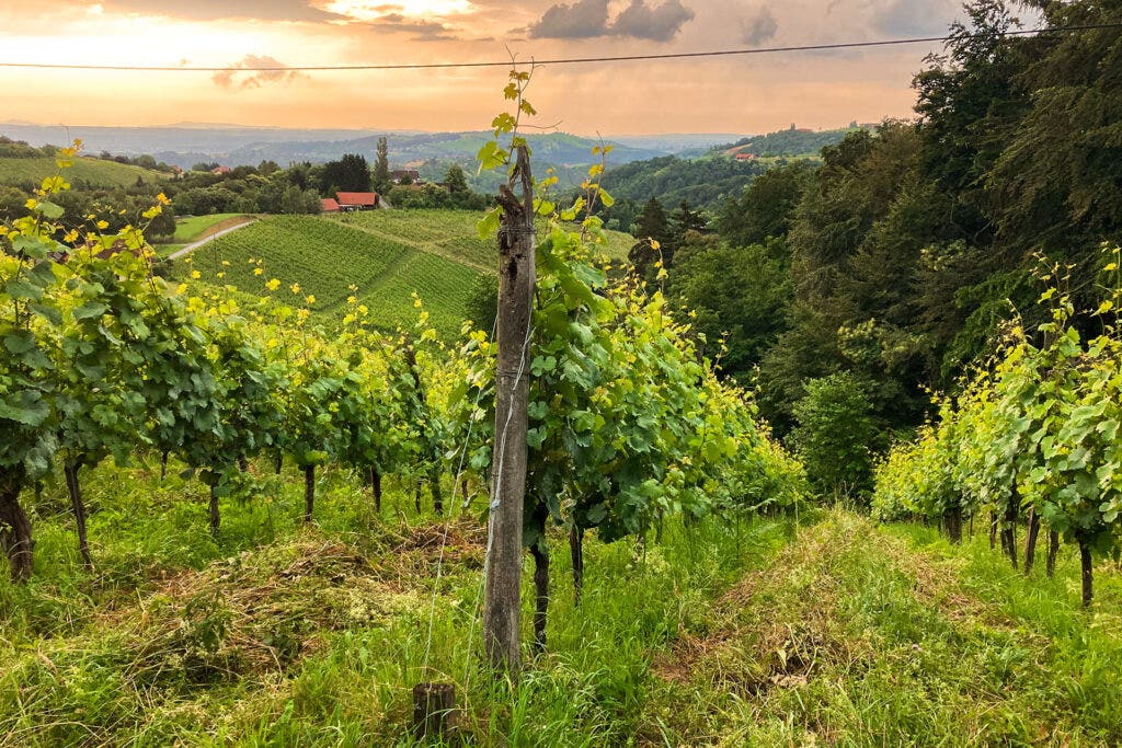 Karl Schnabel's biodynamically farmed vineyard in Weinland Austria