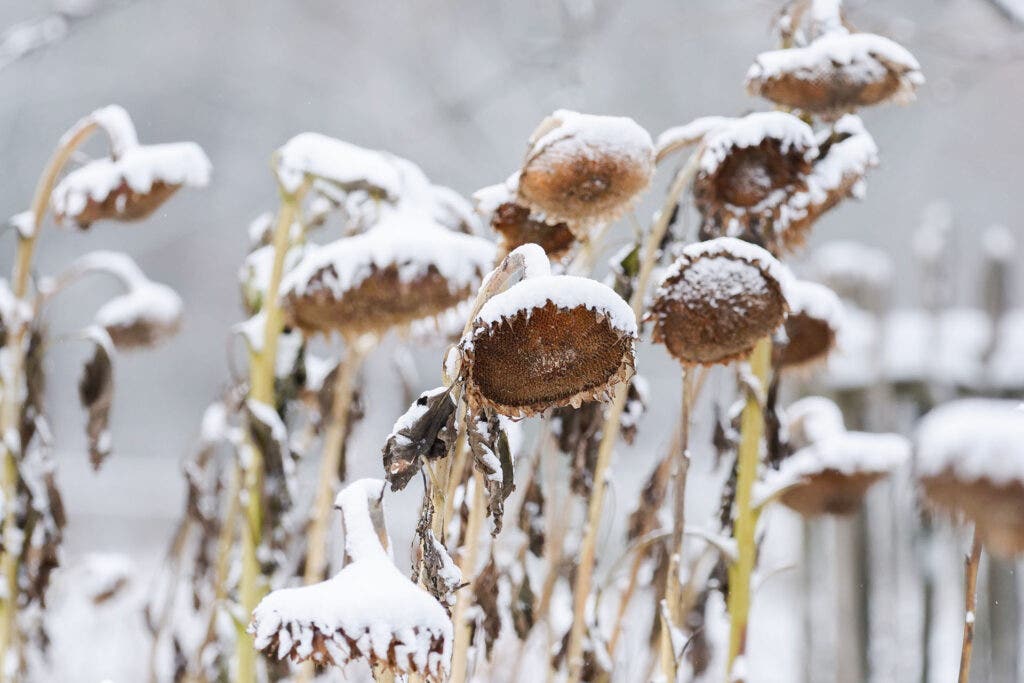 Withered sunflowers stands on a field on the grounds of an eco-project on a gray winter day covered with snow.