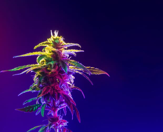 Cannabis Marijuana Bud Flower. Hemp Bud in colored light isolated on dark blue background.