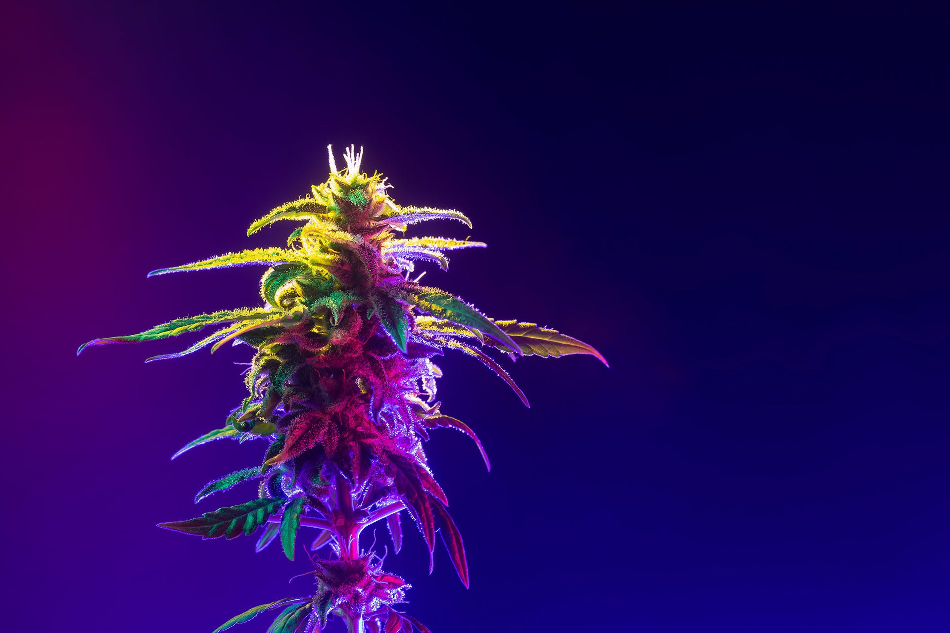 Cannabis Marijuana Bud Flower. Hemp Bud in colored light isolated on dark blue background.
