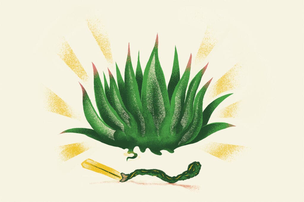 Agave and a match illustration