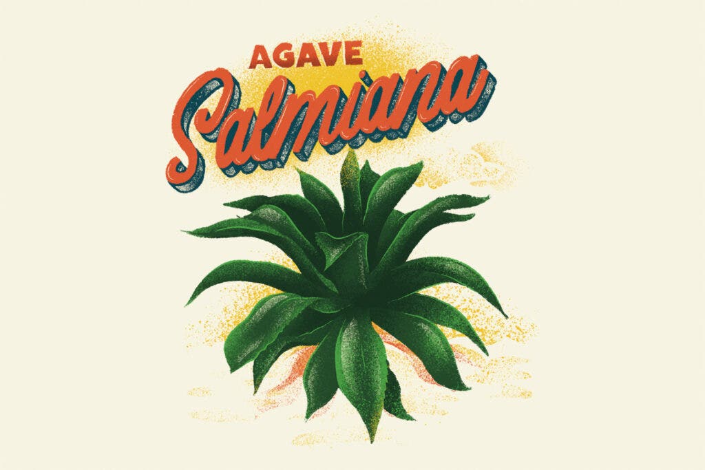 Agave Salmiana