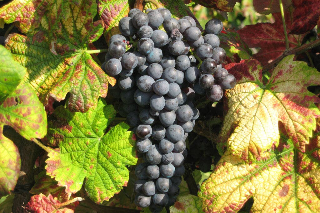 Albarello grapes