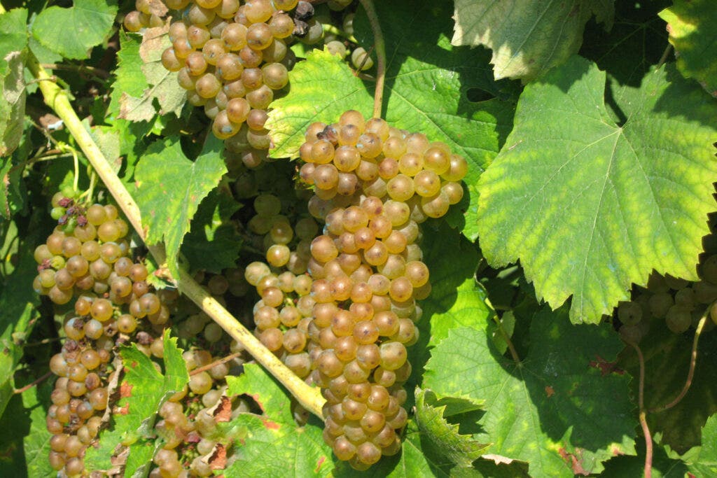 Ratiño grapes