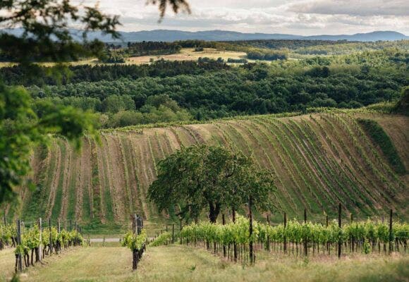 Cover Crop at Weninger Winery