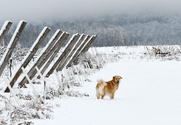 The image was taken on a January morning just after heavy snow. Millie (or Mildred the pup) and I were taking our daily walk in the vineyard; we were entranced by the ghostly grey fog that encompassed the Escarpment (ledge). It was one of the quietest mornings I can remember. Millie decided to stop and look back between her seal dives into the snow. Pictured are the Marquette & La Crescent Blocks. We always like to see a good layer of snow in the vineyard. It acts as an insulation layer to protect the root system. The photo was taken by Adam Magnuson (Winemaker & Owner of LedgeStone Vineyards in Michigan)