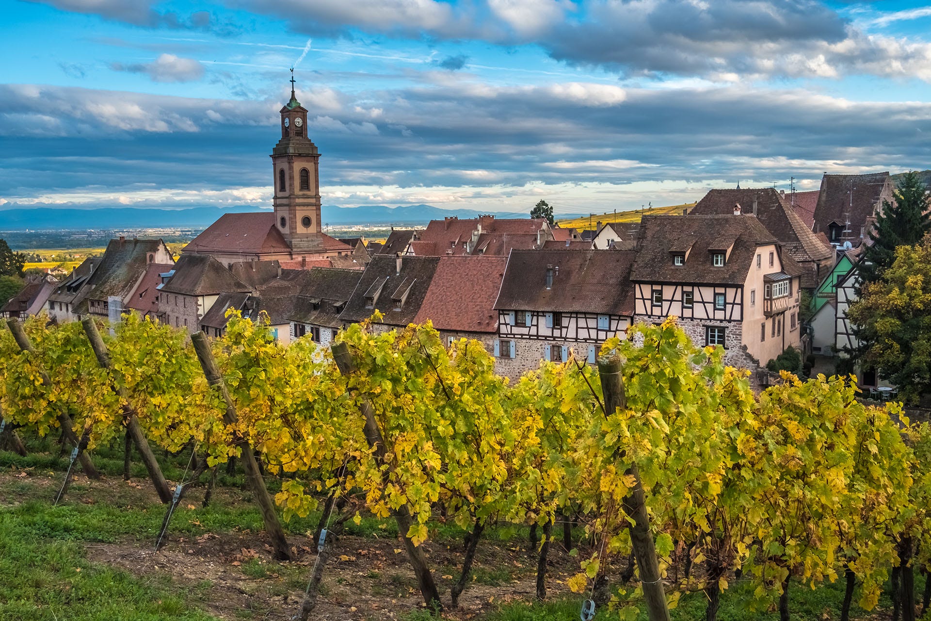 Vineyards in Alsace, France