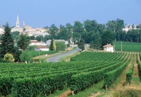 Bordeaux vineyard with the city in the background