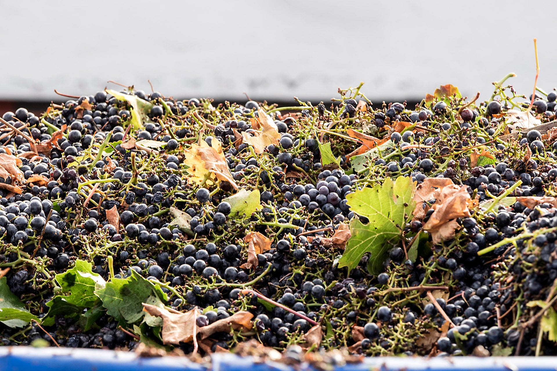 Truck bed filled with black grapes