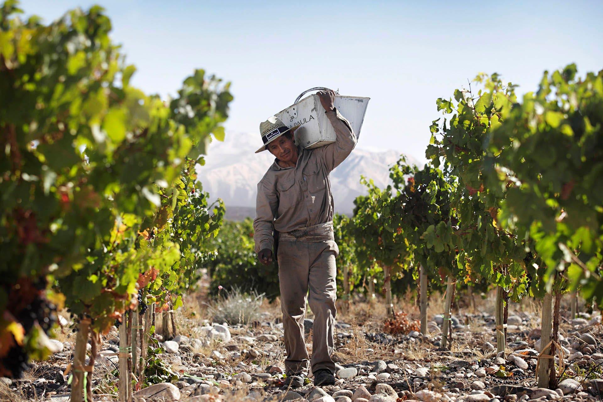 Doña_Paula_winery_harvest