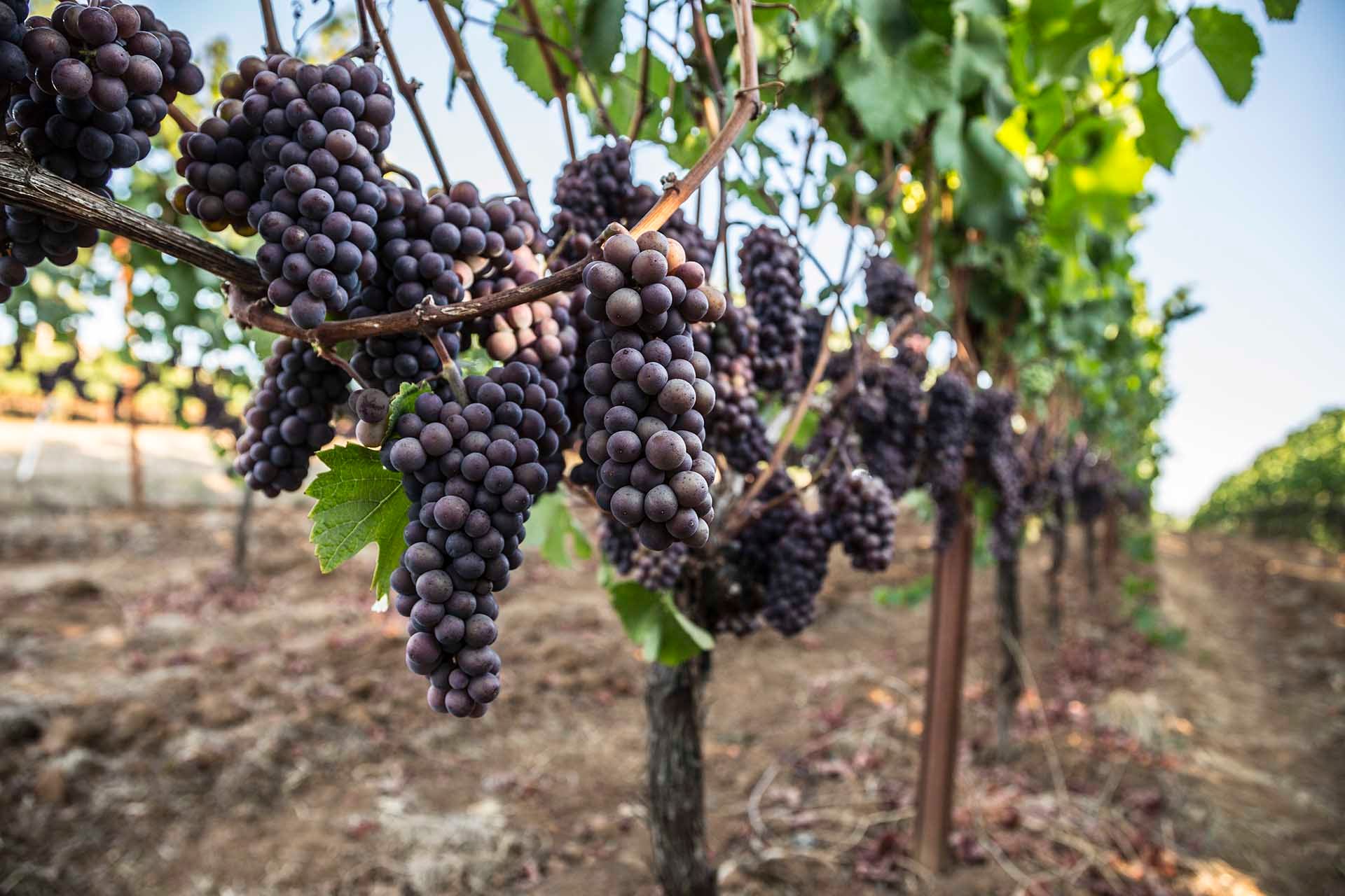 Ripe Pinot Gris grape bunches hanging on the vine at King Estate in Oregon