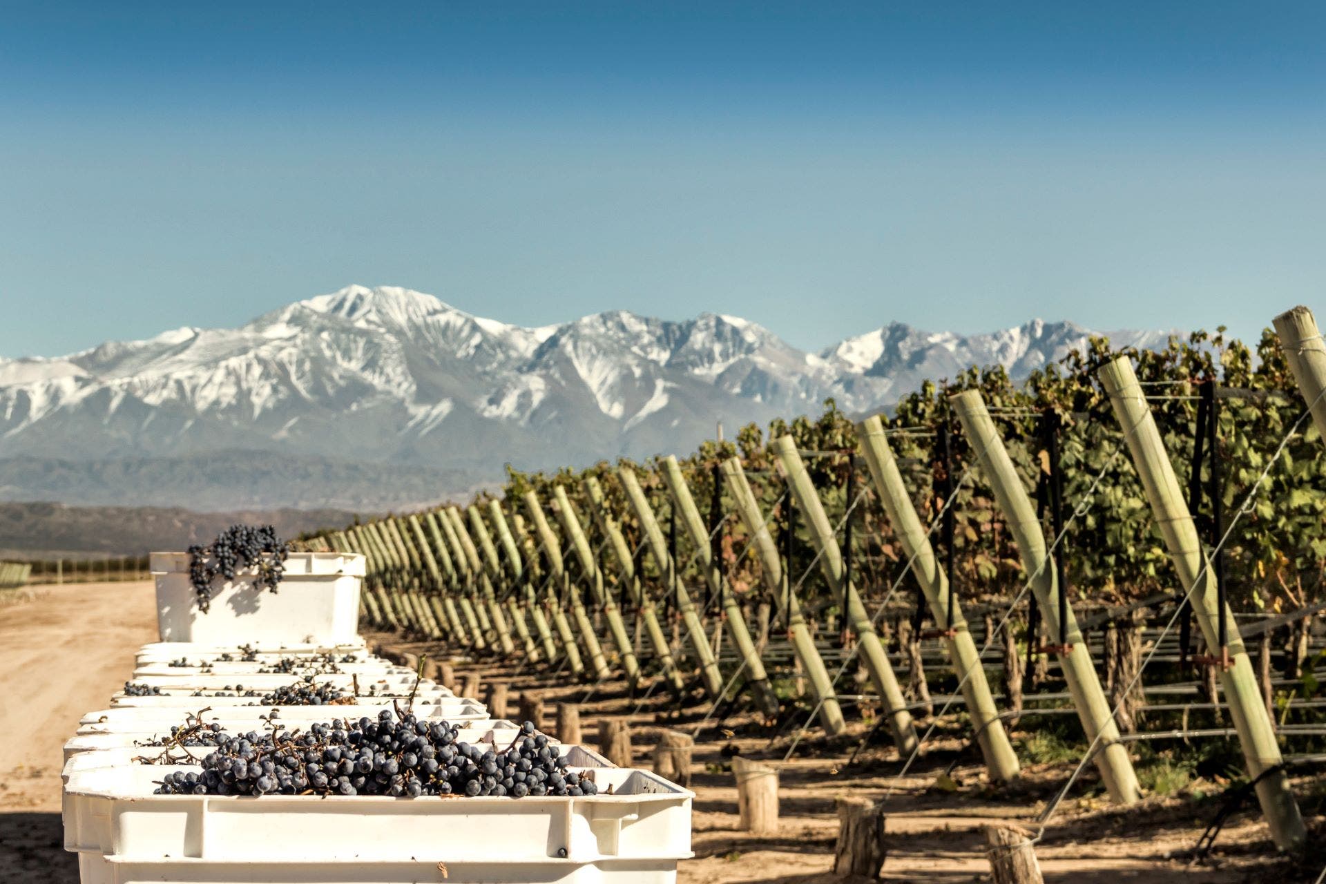 Harvested Malbec Grapes set against backdrop of Andes Mountains