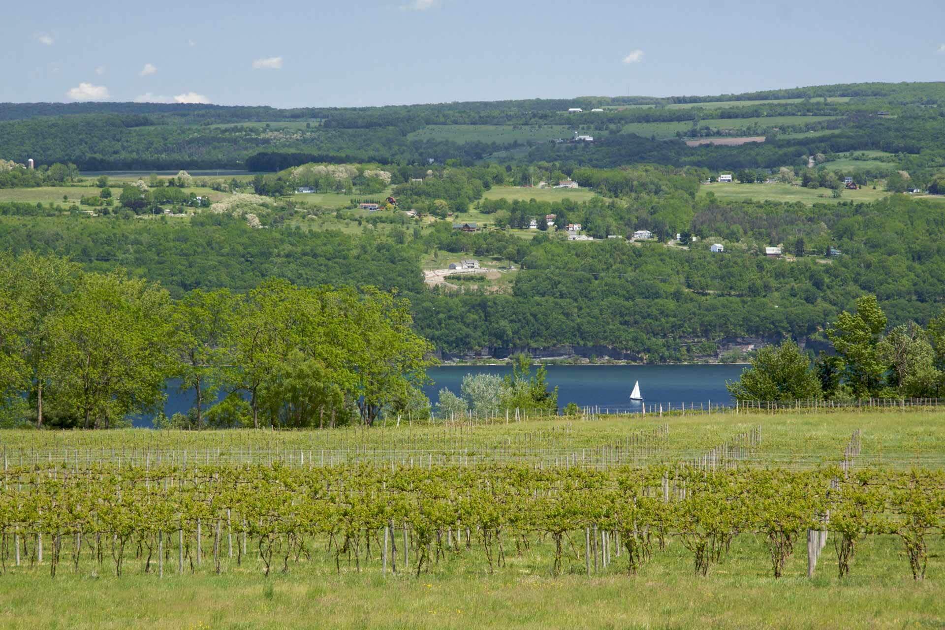 A vineyard in New York