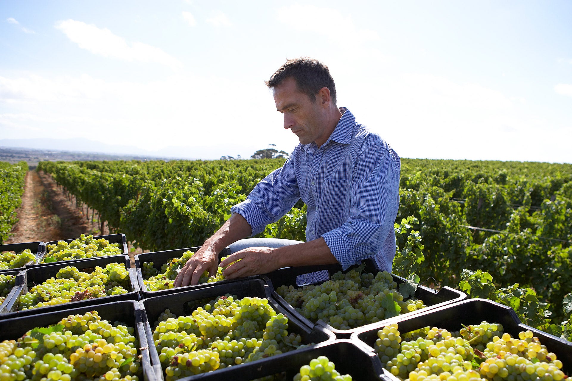 Man standing above baskets filled with green grapes