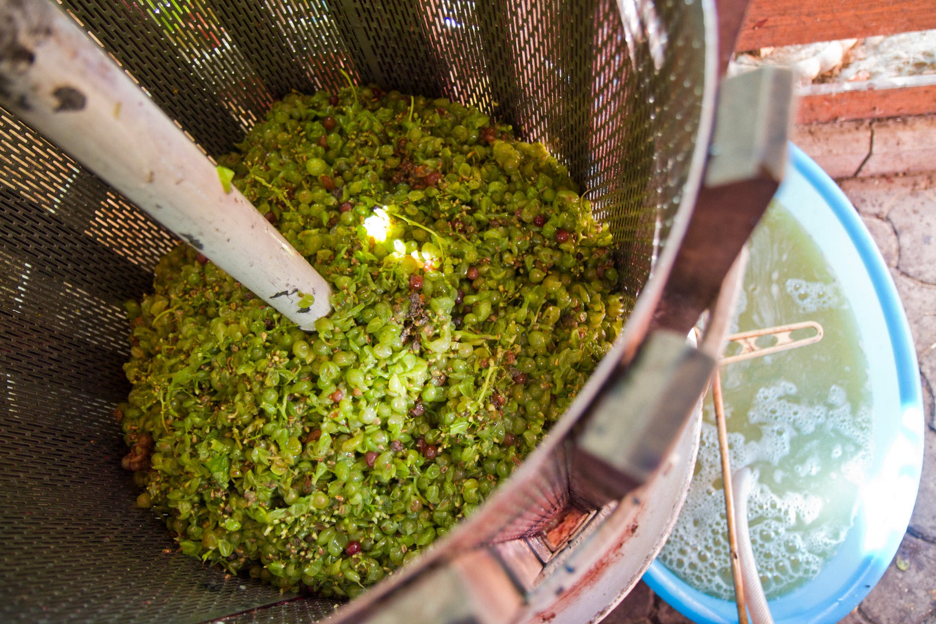 White wine grapes being pressed